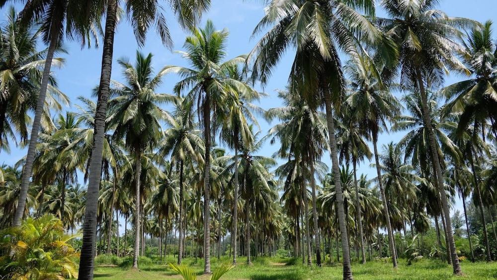 Khao Lak Golden Coconut Hotell Exteriör bild