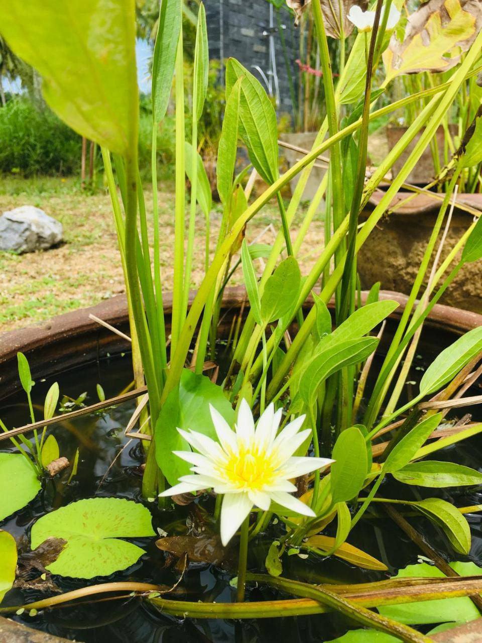 Khao Lak Golden Coconut Hotell Exteriör bild
