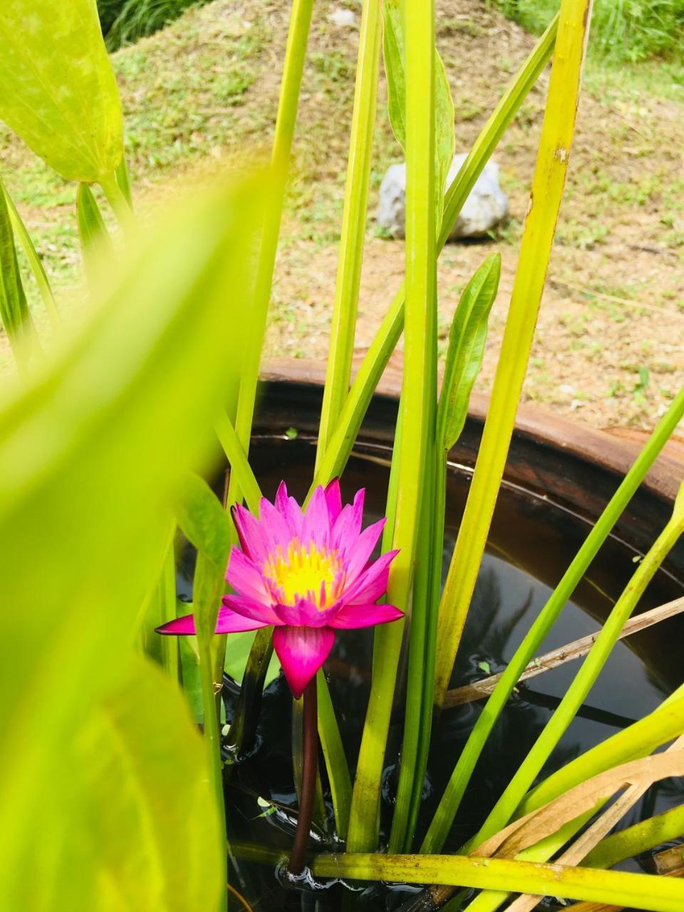 Khao Lak Golden Coconut Hotell Exteriör bild